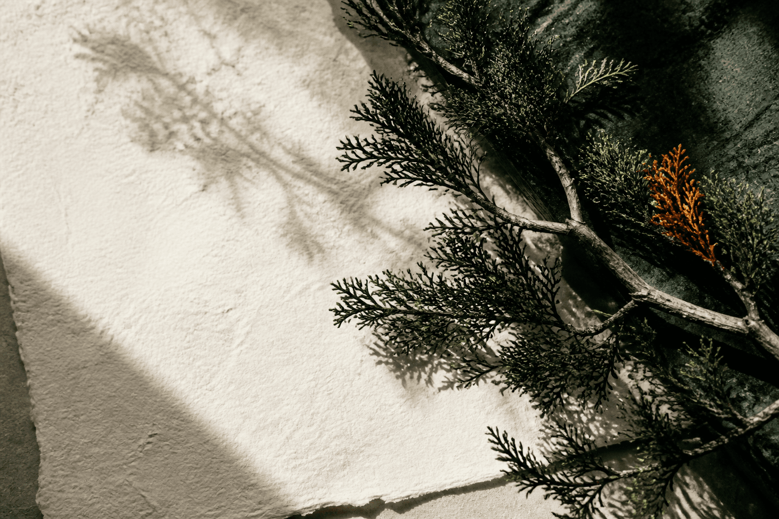 An evergreen branch in soft morning light